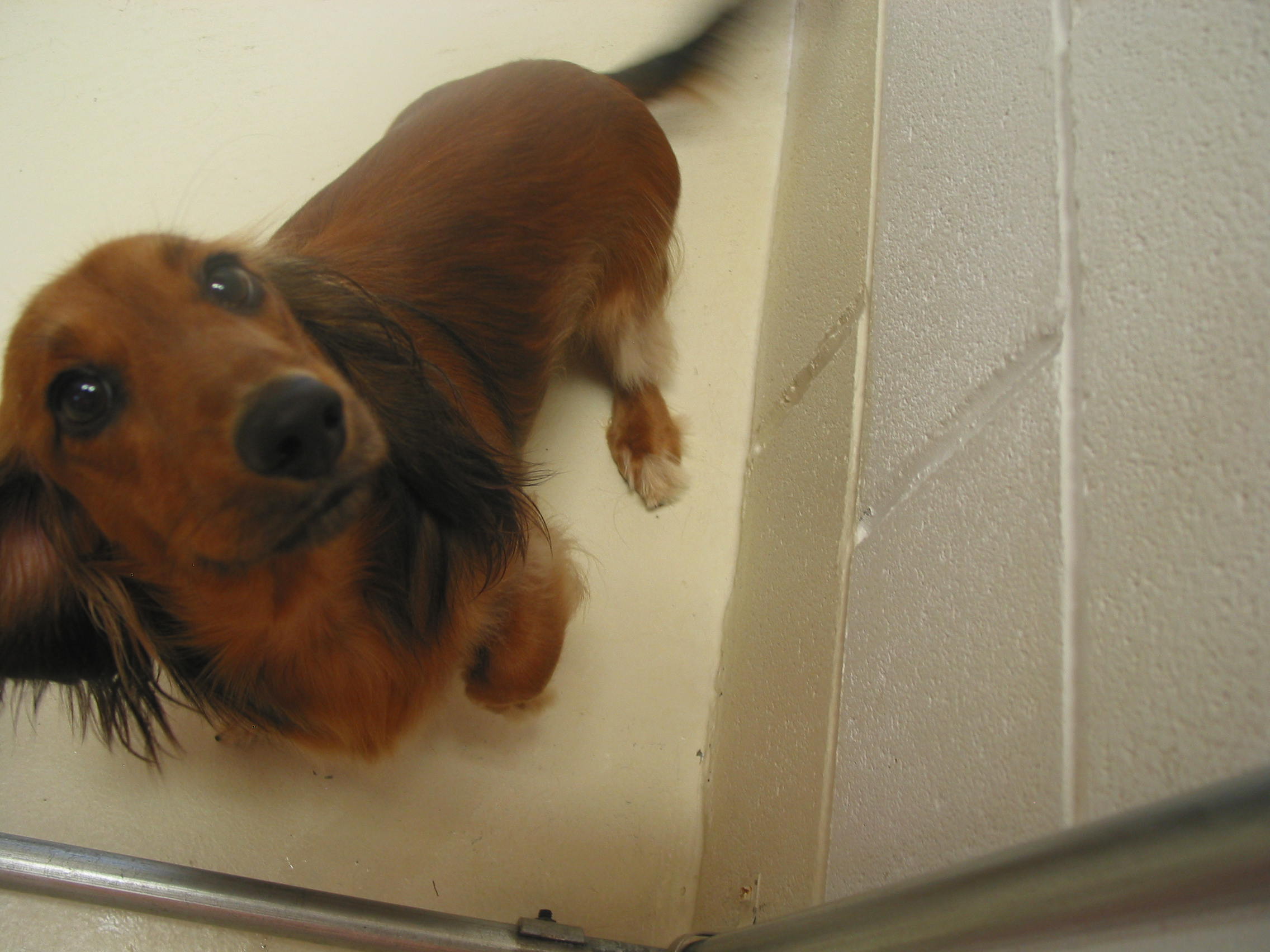 Pet Training Classes in Durham & Shoreline, CT Larkin's Run