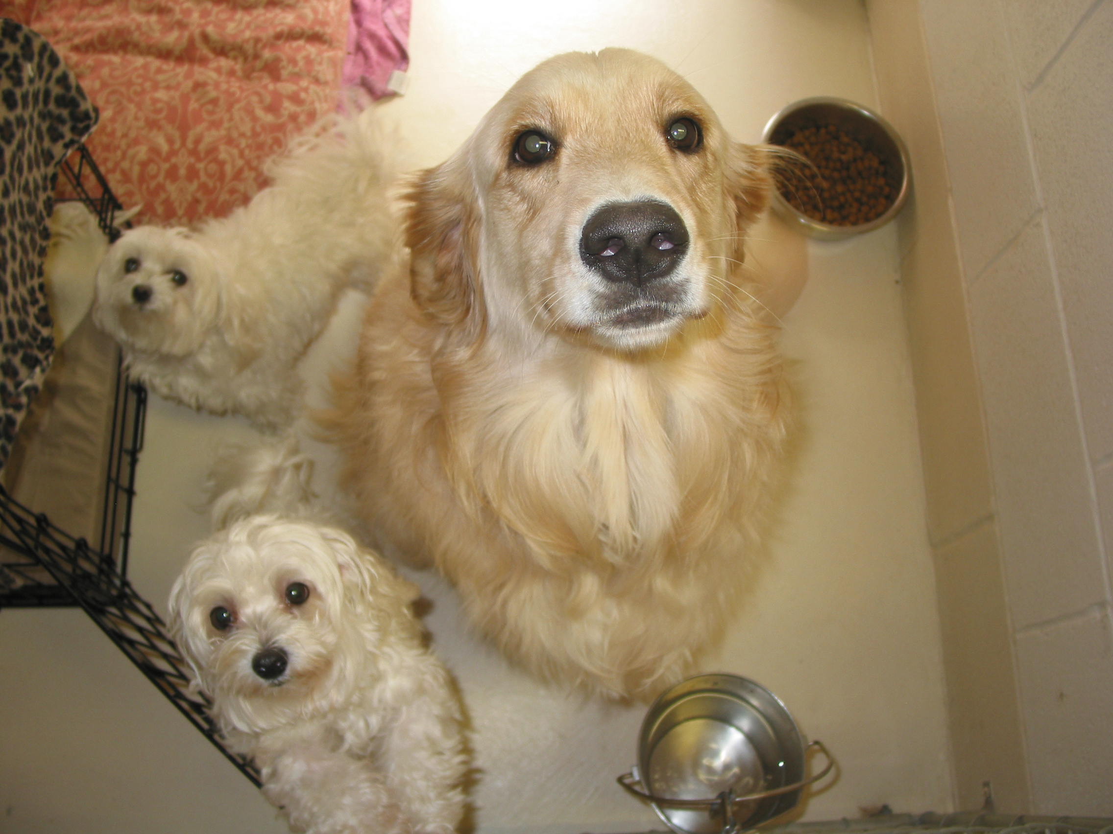 Pet Training Classes in Durham & Shoreline, CT Larkin's Run