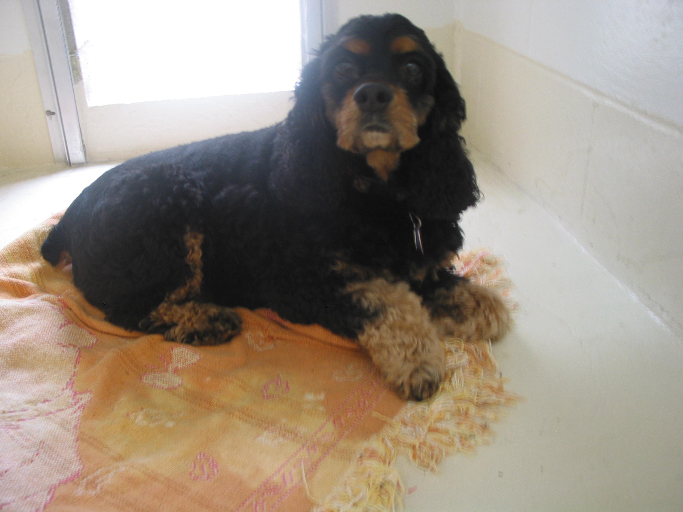 Pet Training Classes in Durham & Shoreline, CT Larkin's Run