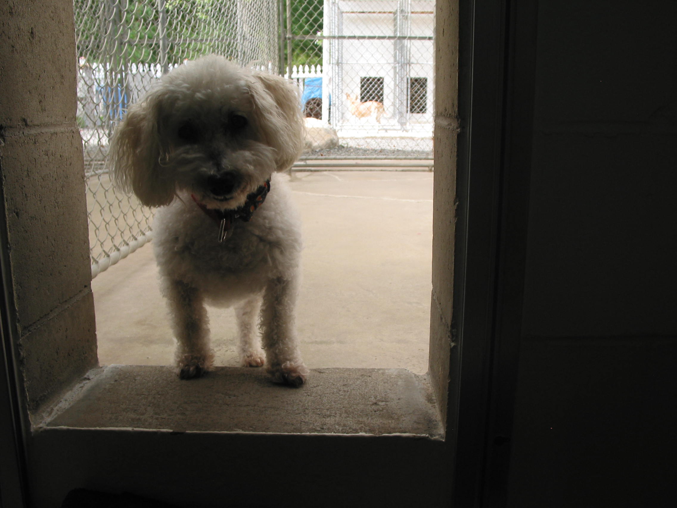 Pet Training Classes in Durham & Shoreline, CT Larkin's Run