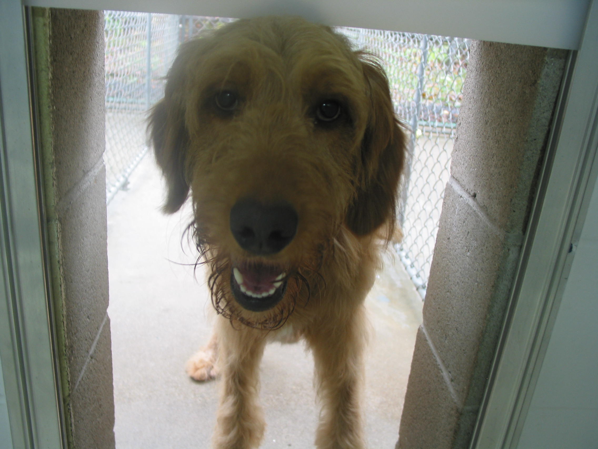 Pet Training Classes in Durham & Shoreline, CT Larkin's Run