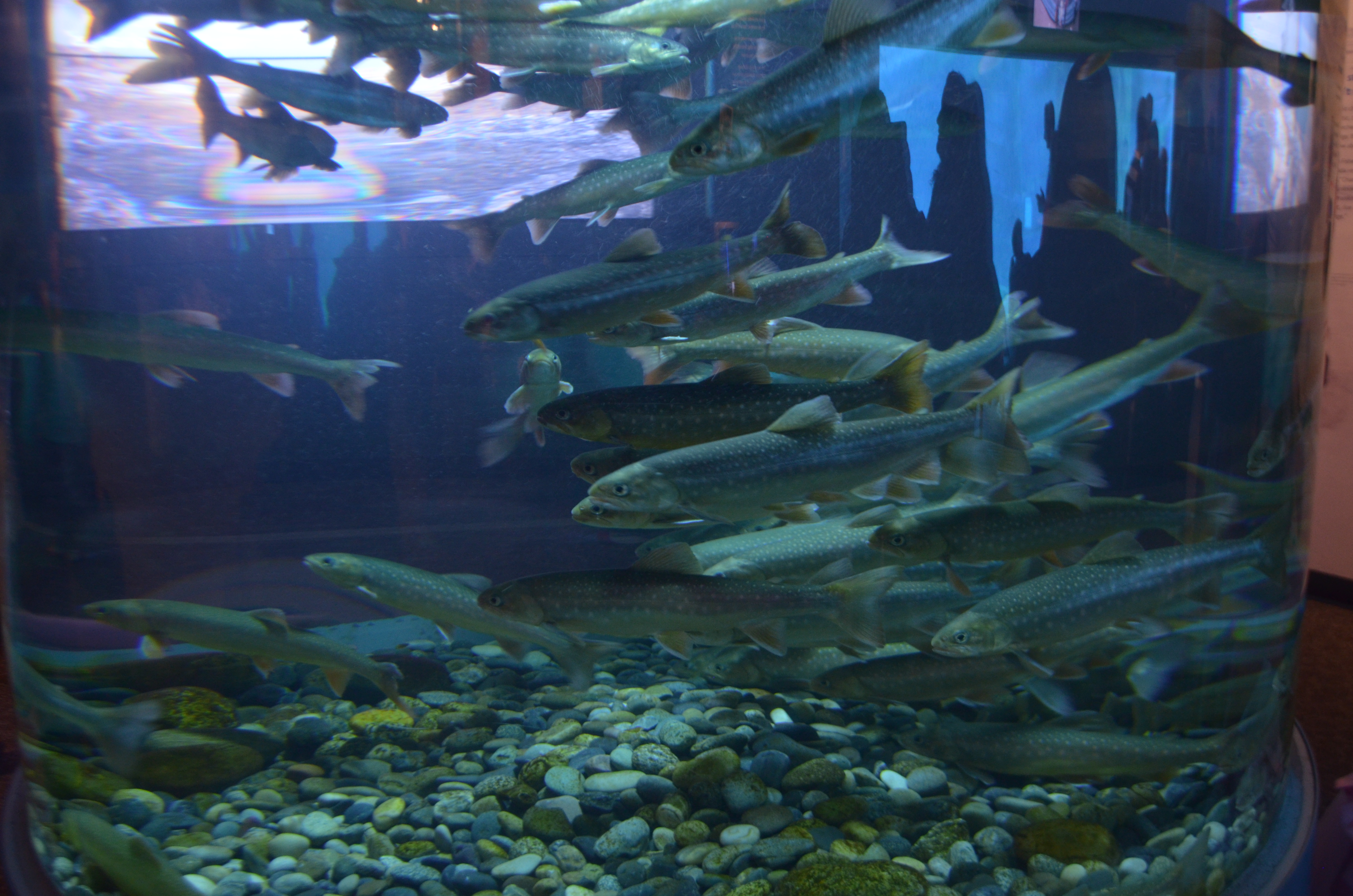 Vancouver Aquarium a Delight for Adults and Kids Budget Adventure