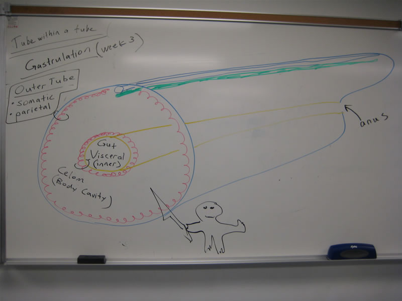 Index of /anatomyphysiologyone/BasicBodyPlanCourseIntro/New_Folder