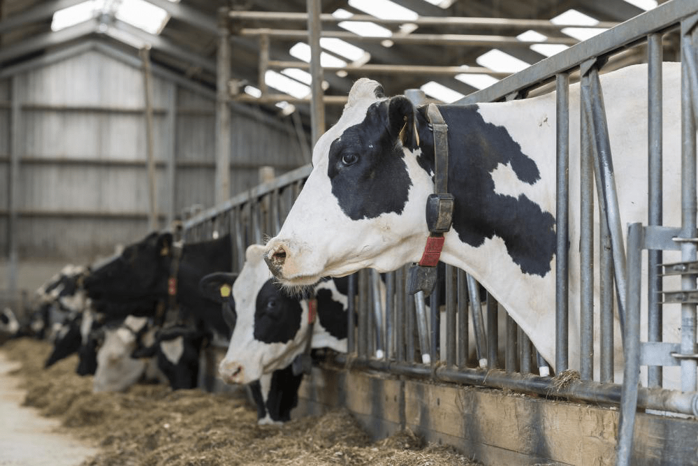 It’s High Time the Environmental Impact of Dairy Farming is Taken