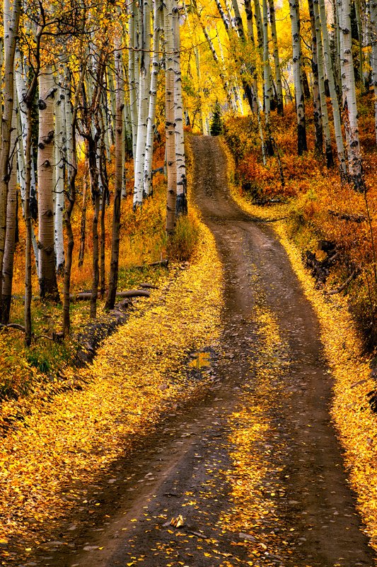 Last Dollar Road Fall Foliage Lars Leber Photography