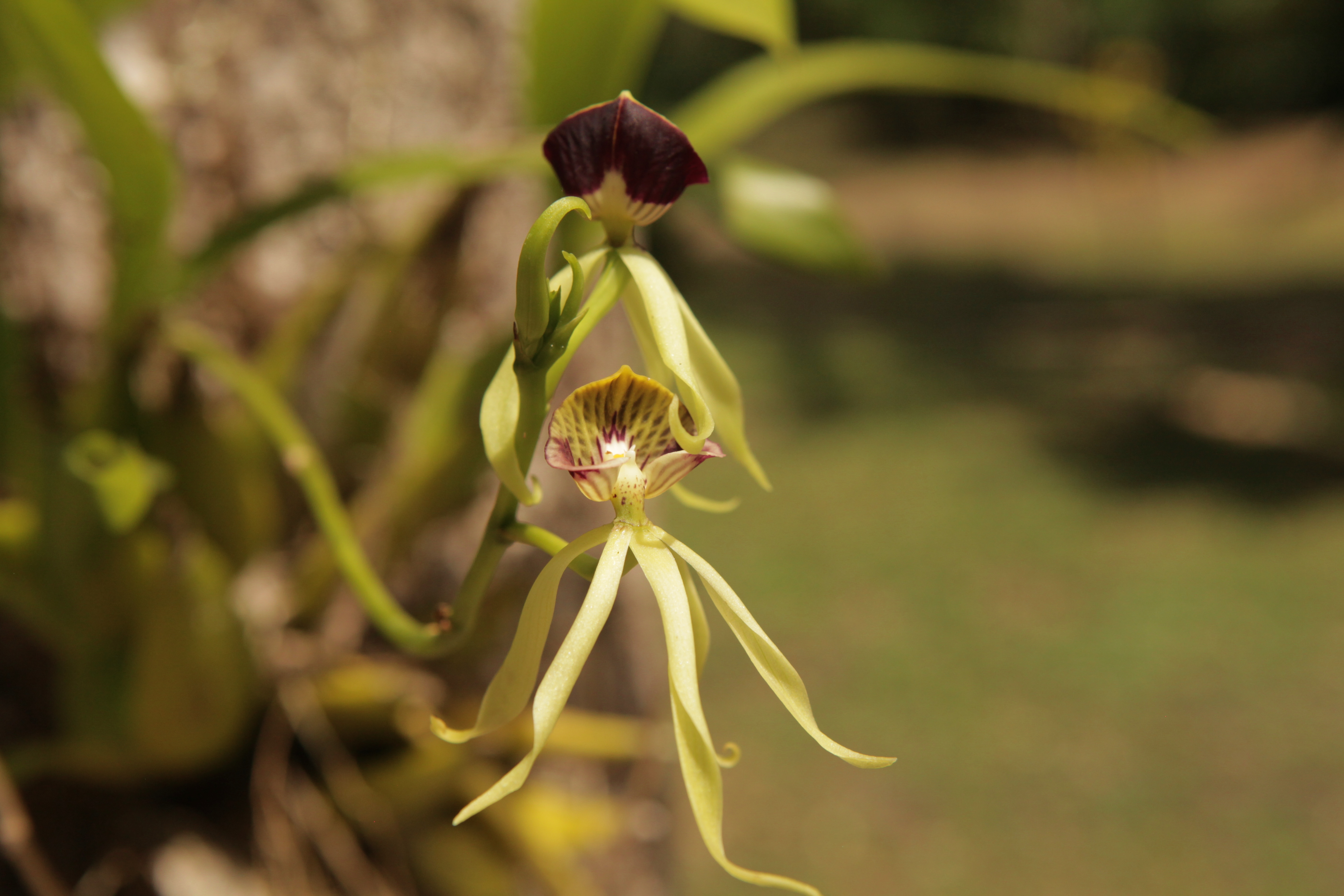 The National Flower of Belize Black Orchid Laru Beya