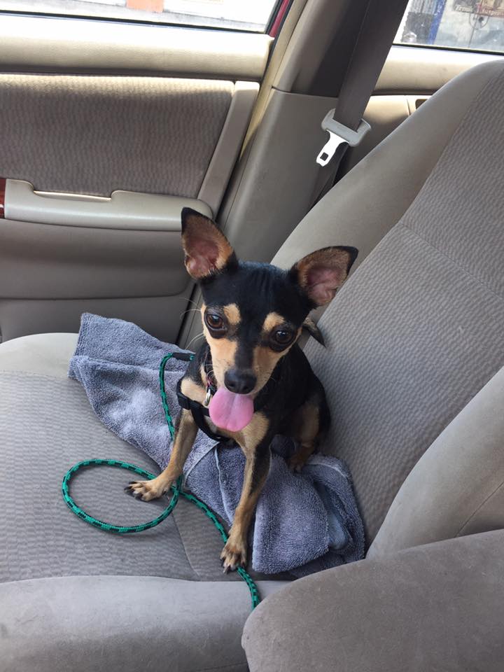 Xolo Las Animas Dog Rescue