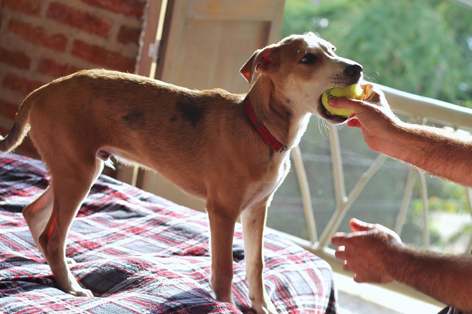 Patchy Las Animas Dog Rescue