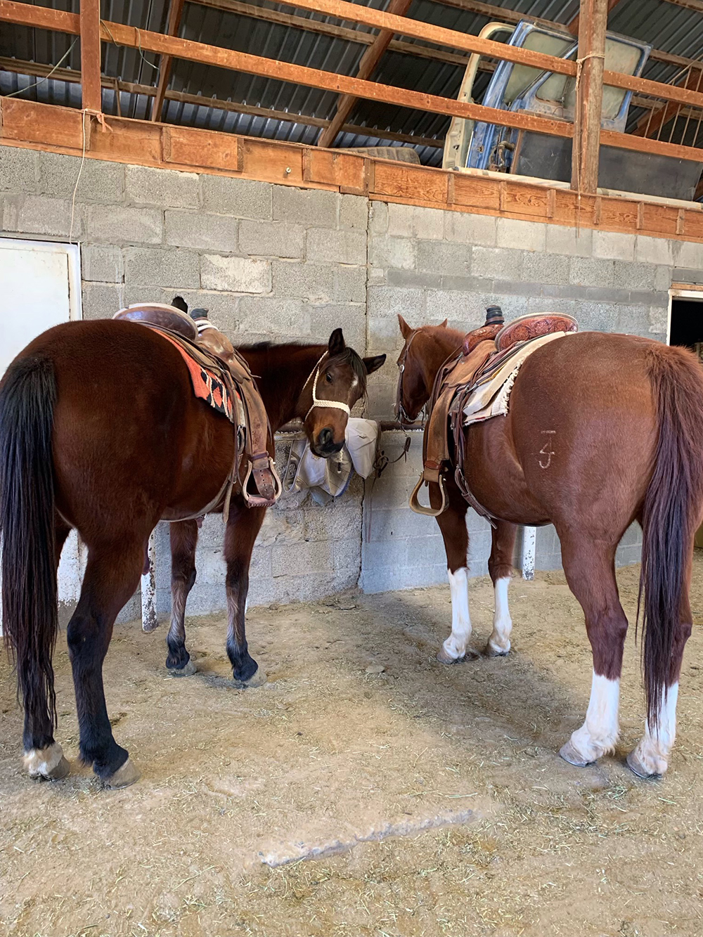 Horseback Riding in Southern New Mexico & El Paso, Texas Horseback