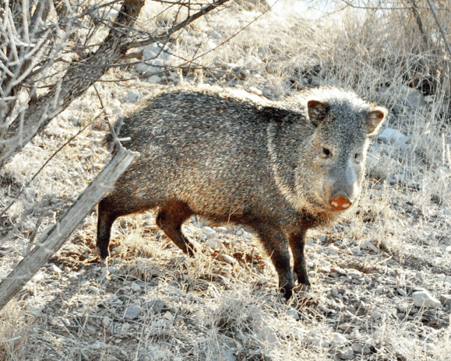 Wild Birds Unlimited Nature Shop