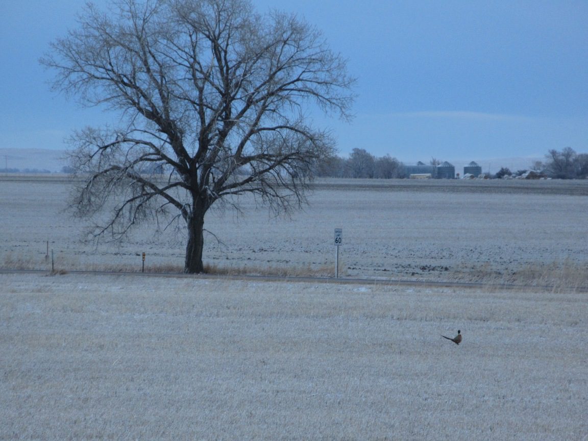 620 Acres, Box Butte County Rooster Junction Lashley Land