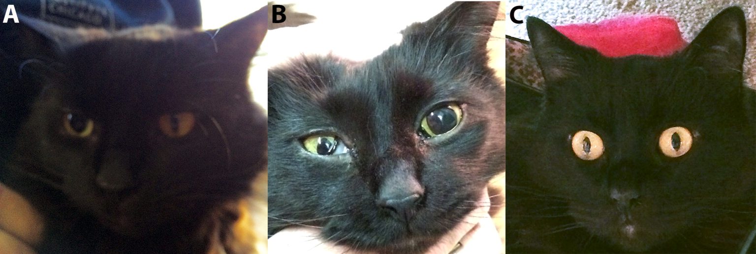 Bartonella and sarcocystis in a cat with neurological signs lashn