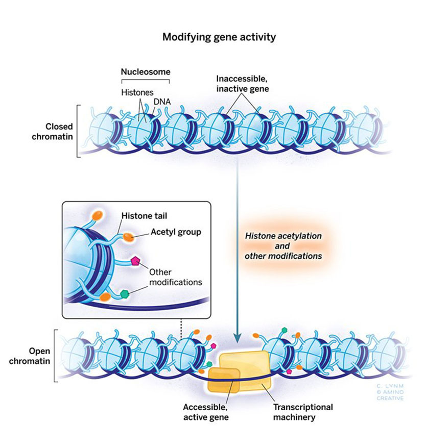 Histone modifications and gene expression Lasker Foundation