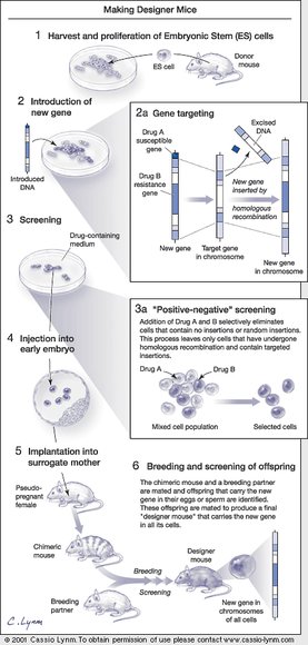 Knockout mice as models for human disease - Lasker Foundation