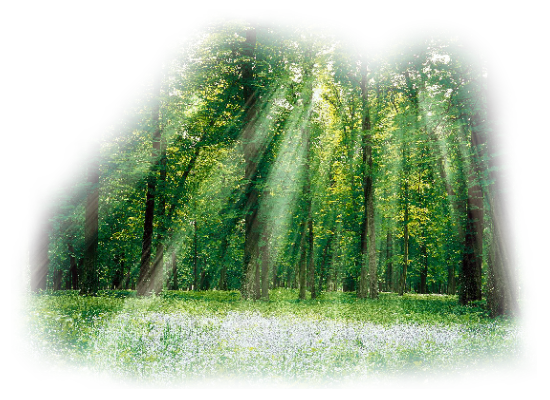 arbre, tube, png, feuilles, paysage