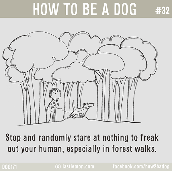 Why Do Dogs Randomly Stare At Nothing