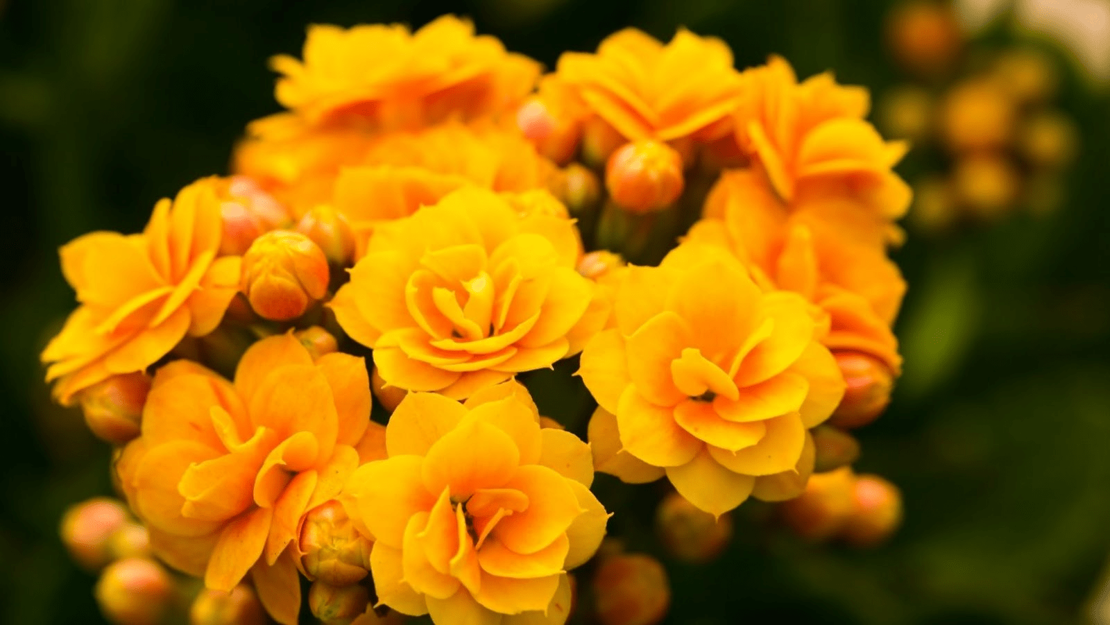 The Signs of Underwatering in Kalanchoe Plants Last Longertonight Reviews