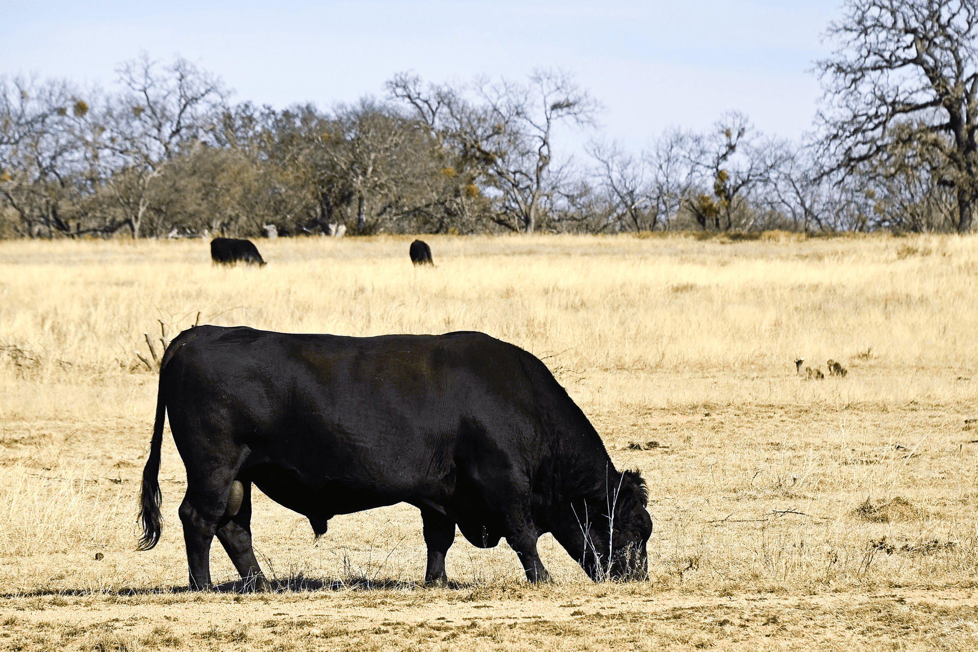 Las Tunas Cattle Co. Ganado Angus