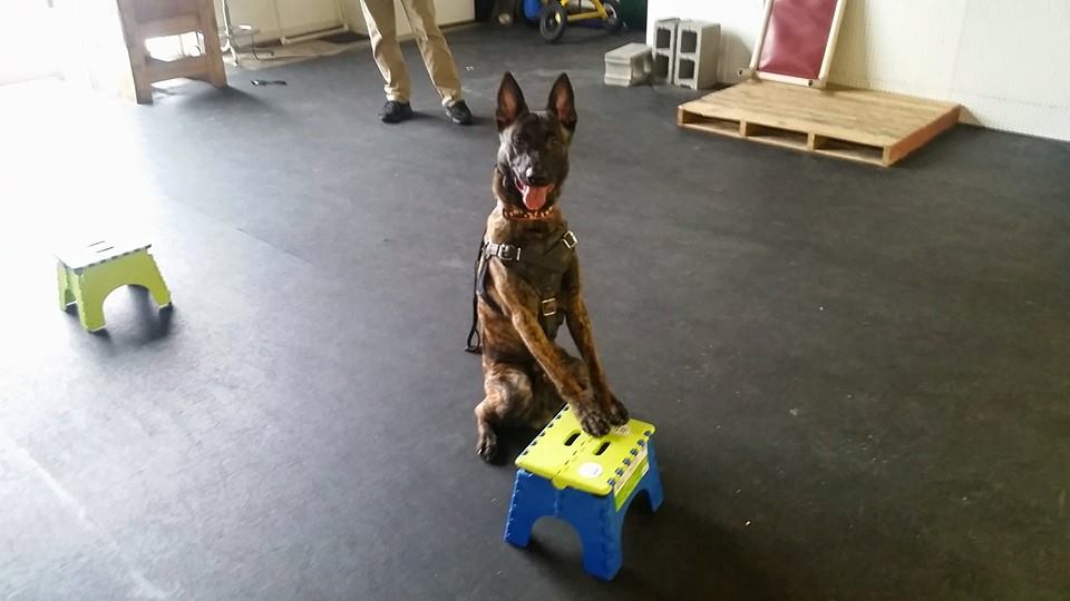 lasvegasdogtrainersblog