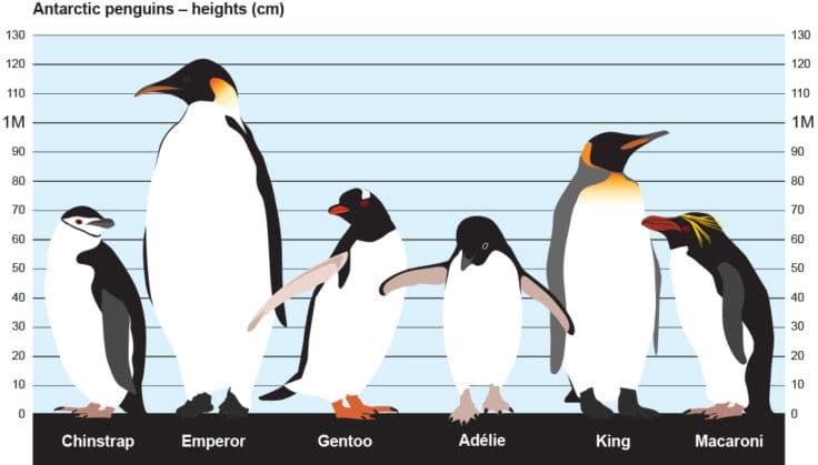 Types of penguins in Antarctica: which ones can be seen during a Cruise