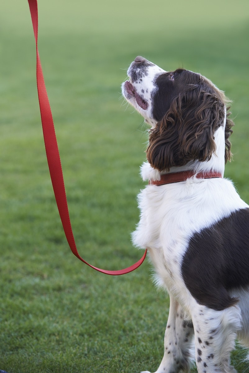 How to Leash Train Your Dog and Eliminate Pulling Latchkey Pets