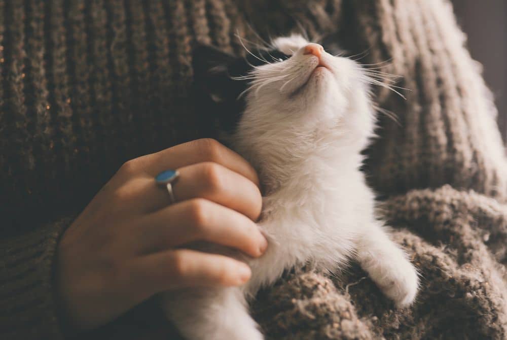 The Benefits of Pet Sitting for Cats Latchkey Pets