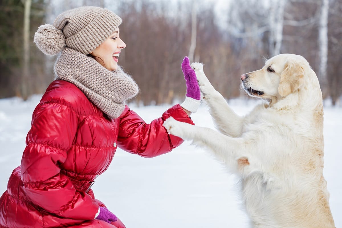 Winter Dog Walking Tips and Essentials Latchkey Pets