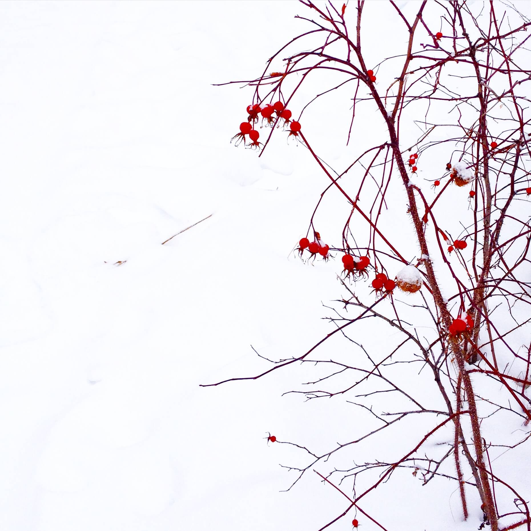 Canada neige Banff Hudson bay Latelierdal blog lifestyle voyage city