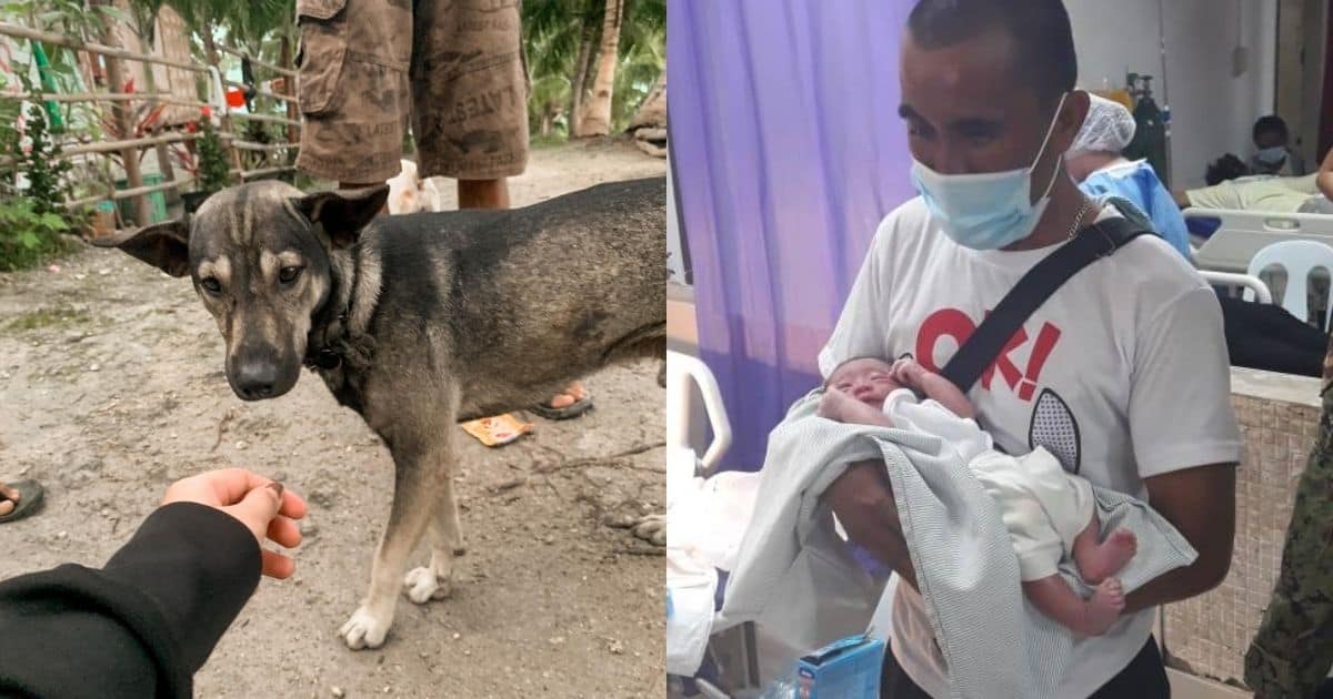 LOOK Hero dog in Cebu found to have a 'family' Latest Chika