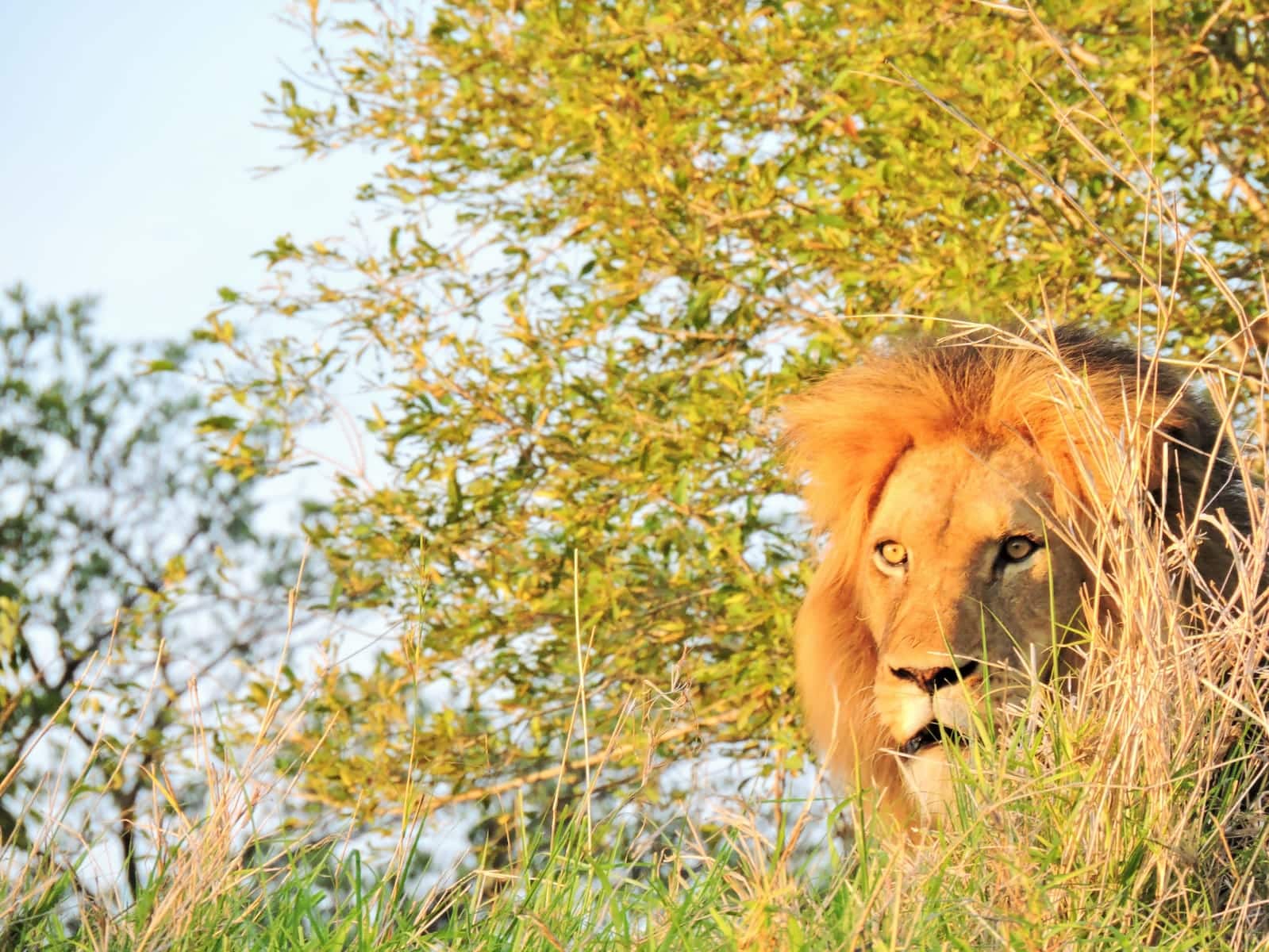 Best Time to Visit Kruger National Park