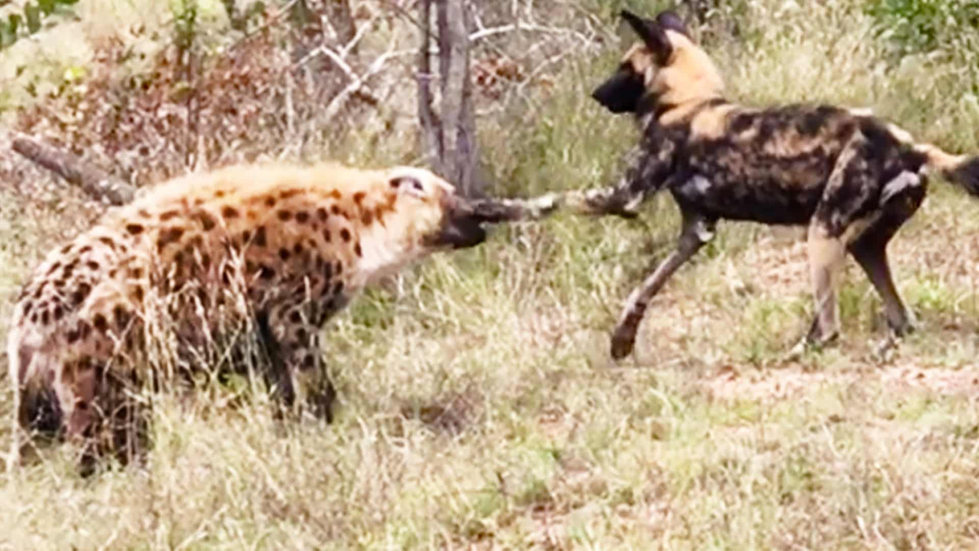 Can A Hyena Kill A Dog