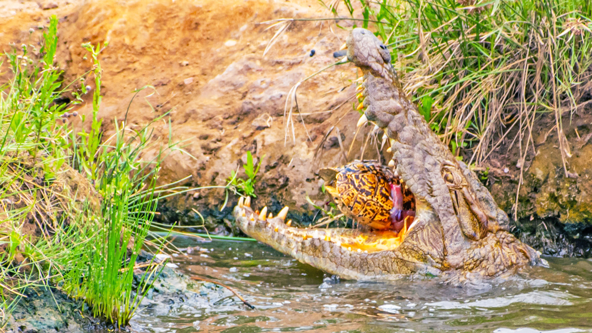Nile Crocodile Eats Hyenas