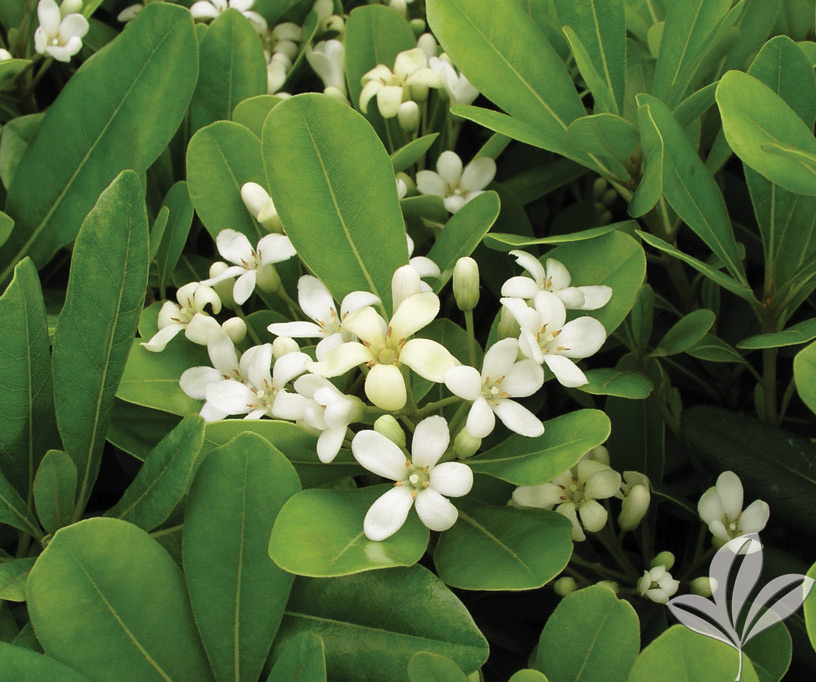 Pittosporum Wheeler???s Dwarf 3g Latham's Nursery