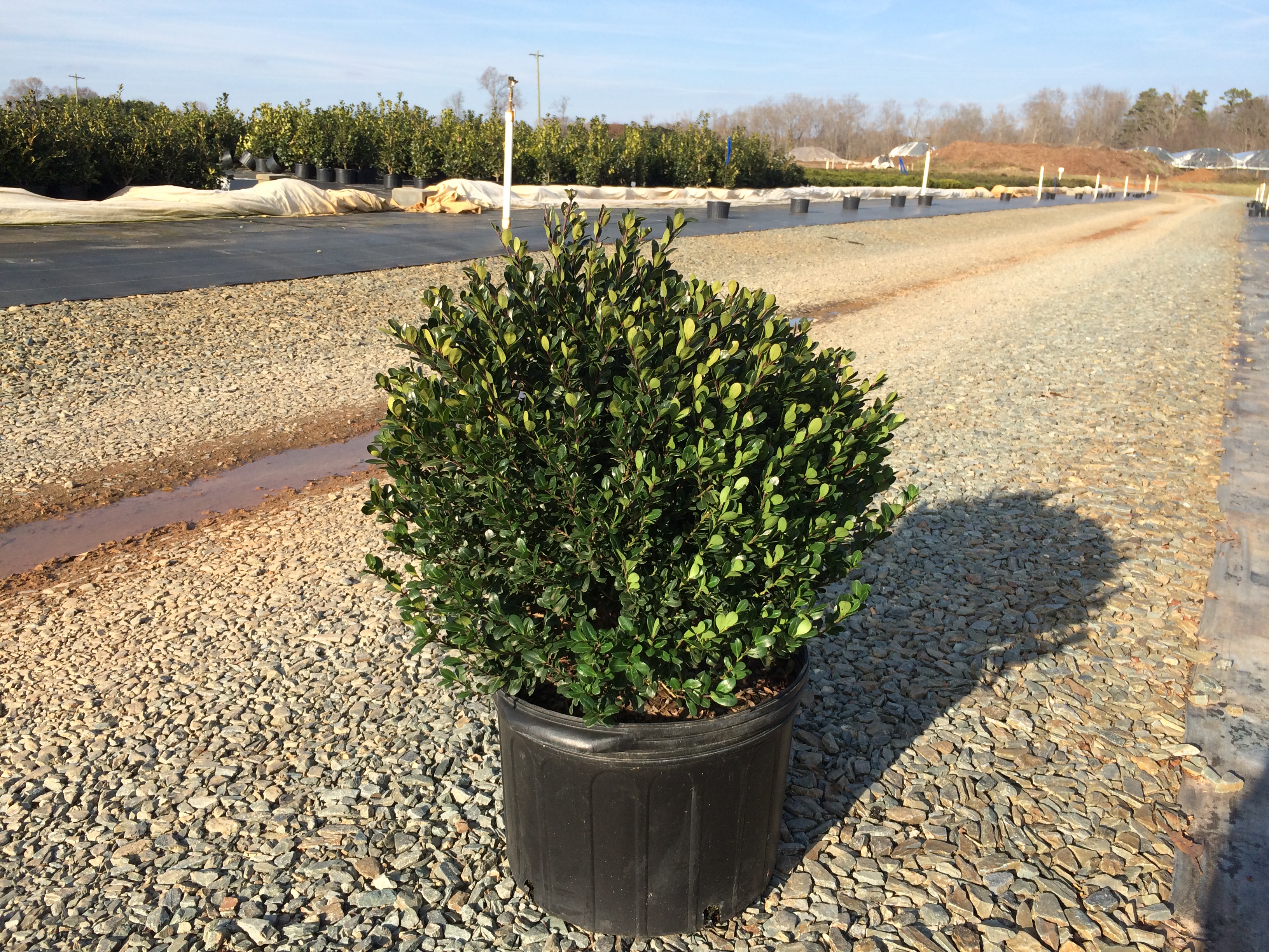 Holly Compacta (Ilex crenata Latham's Nursery