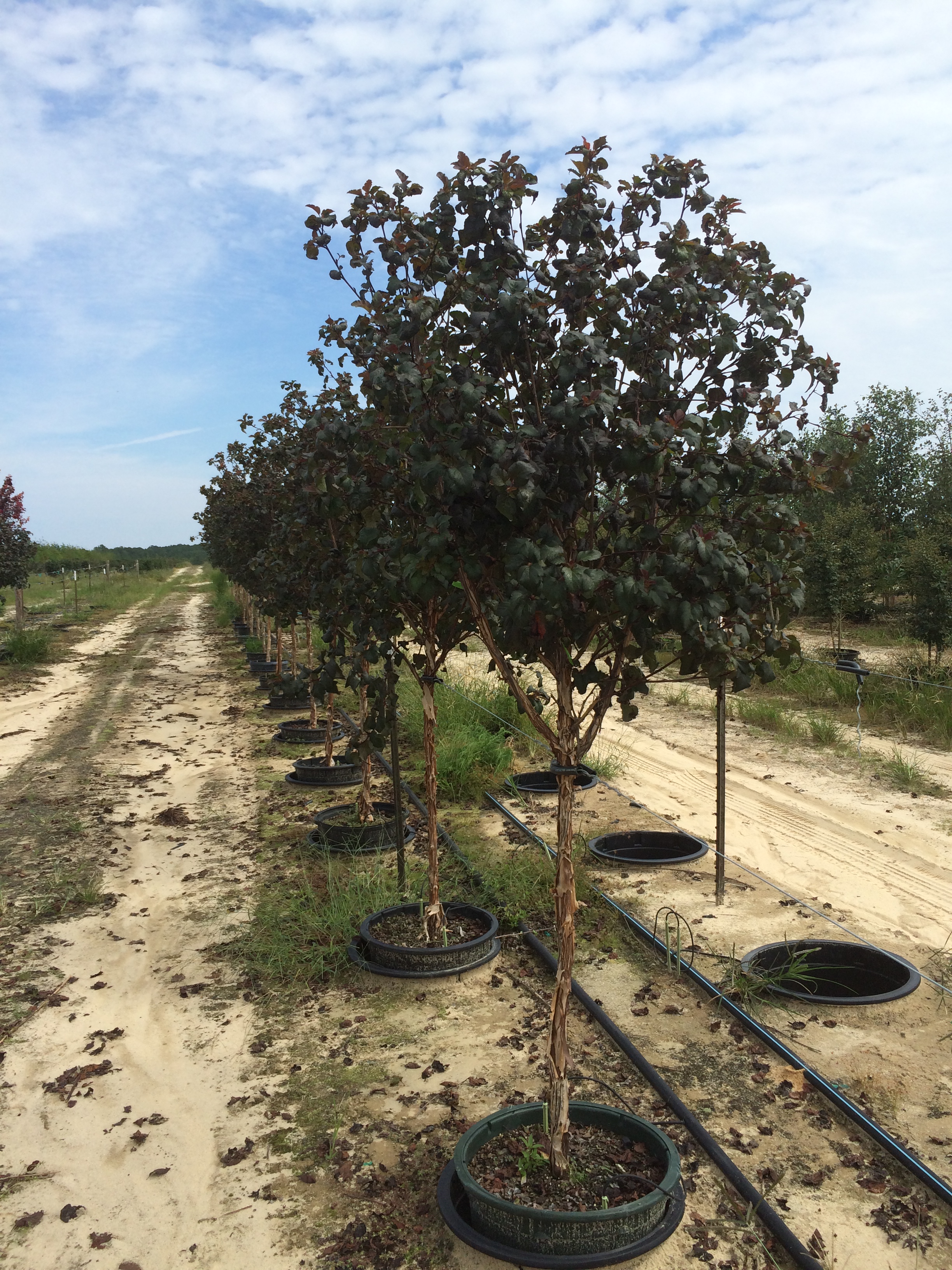 Ninebark Diablo Tree Form 15g (Physocarpus opulifolius ‘Diablo