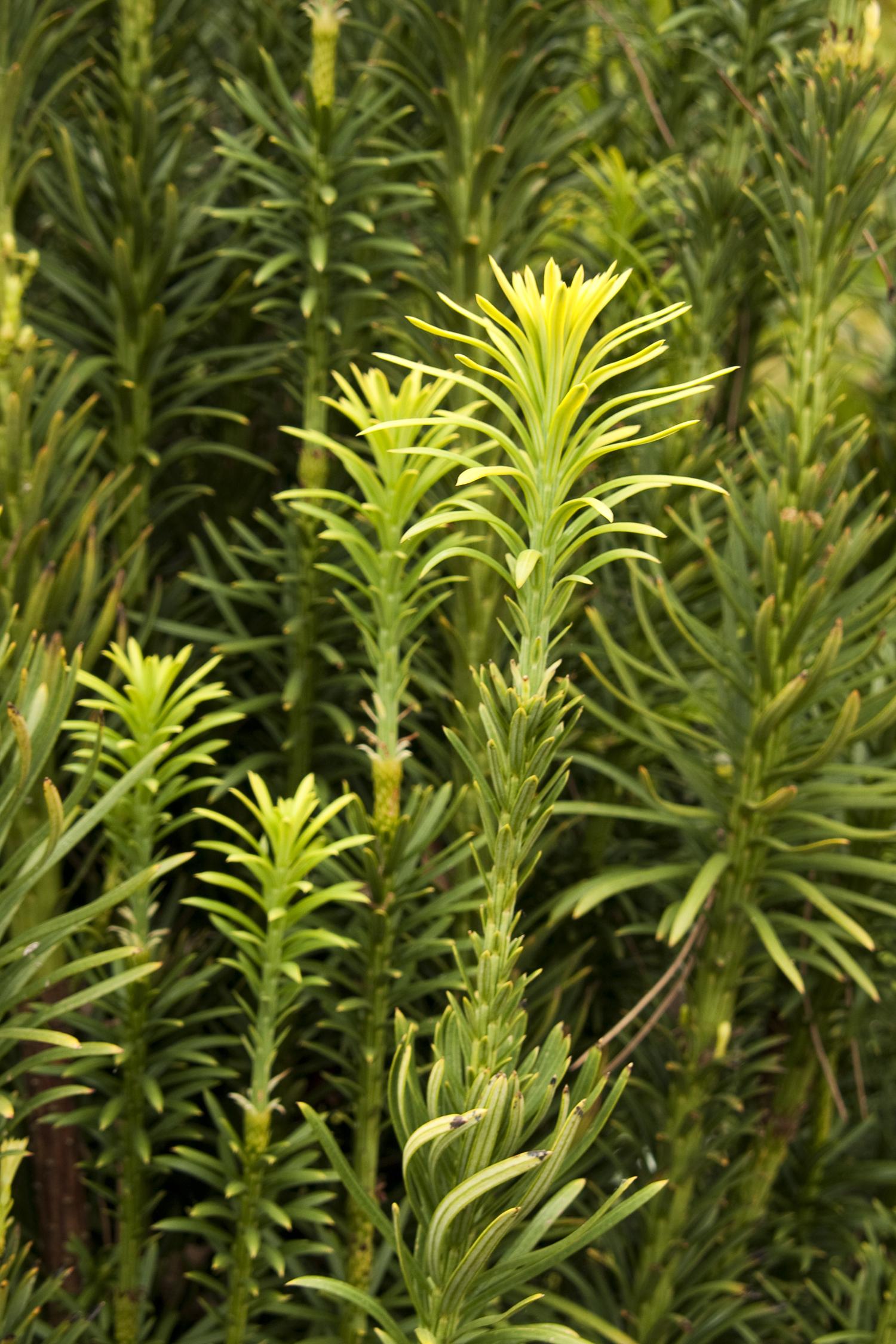 Yew Upright Japanese Plum Latham's Nursery