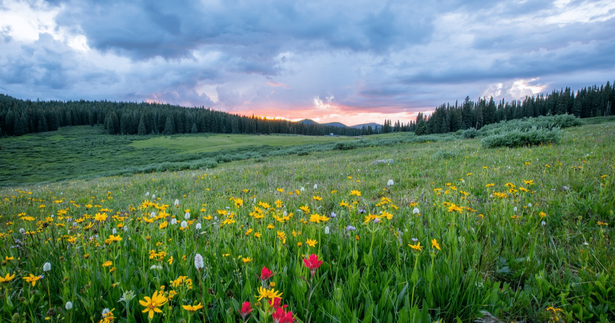 ¿Cuando empieza la primavera este año? Univision Arkansas
