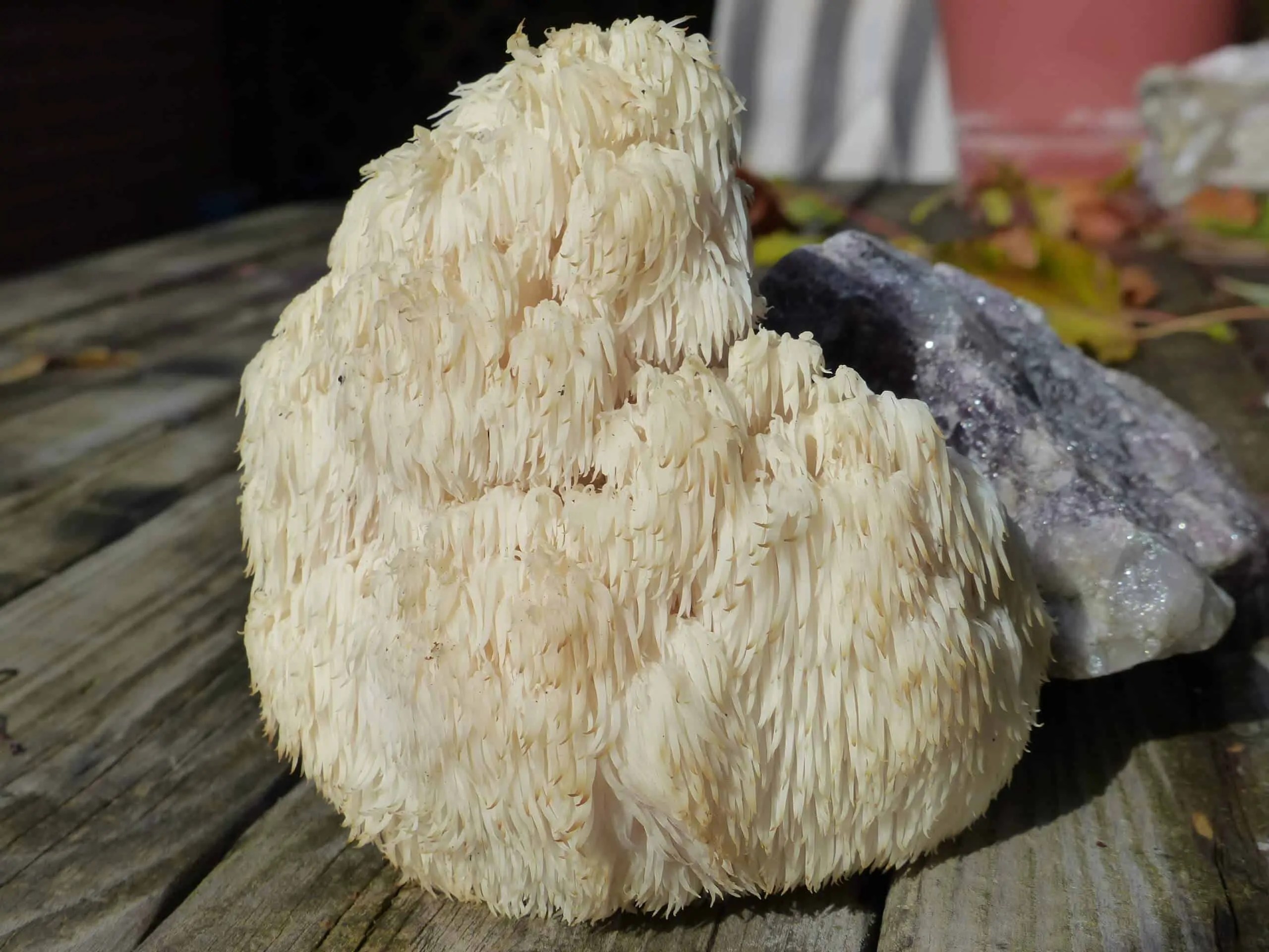 Lion's Mane Can Tame Anxiety ACN Latitudes