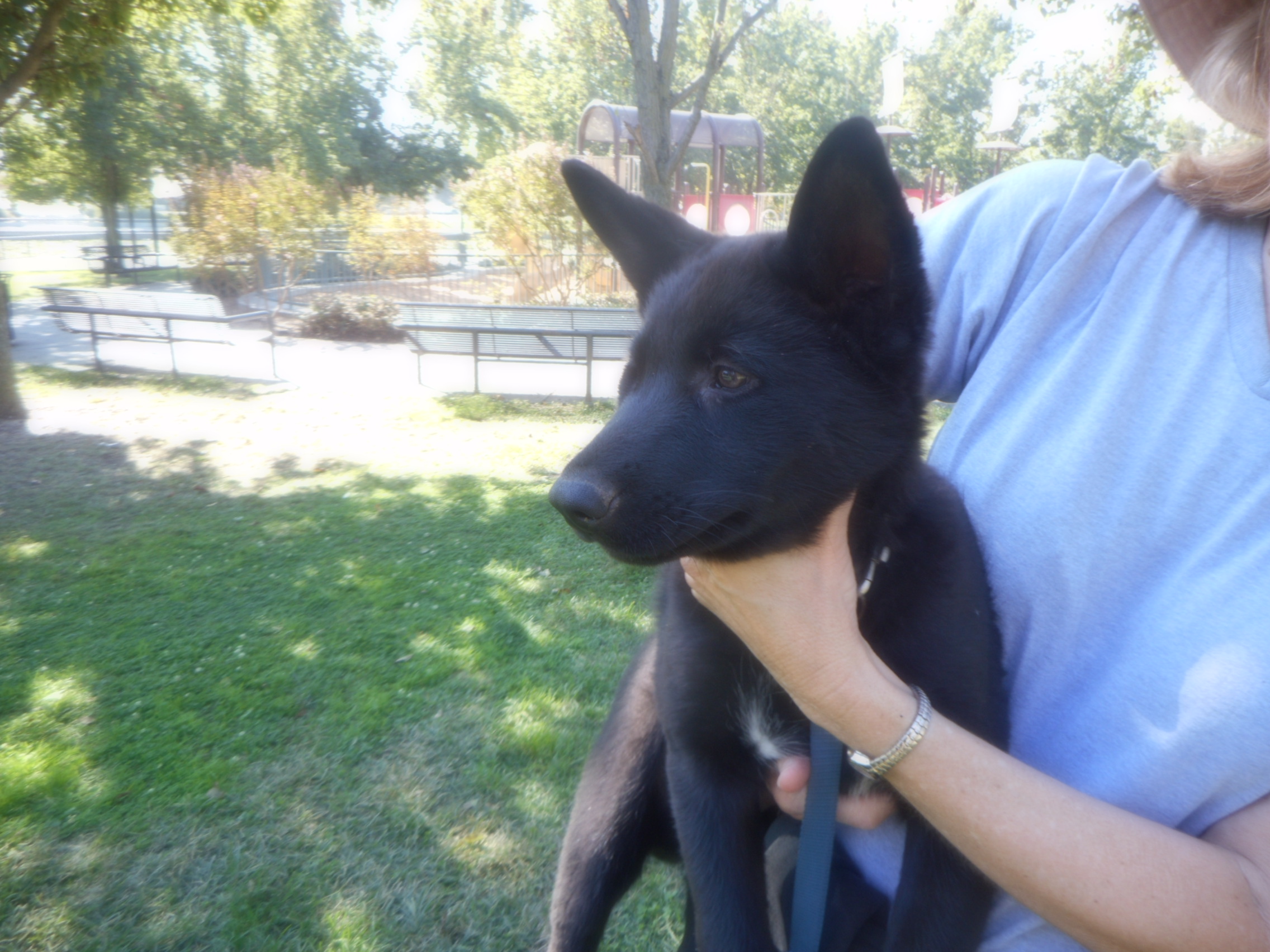 Black German Shepherd Wolf Mix Puppies