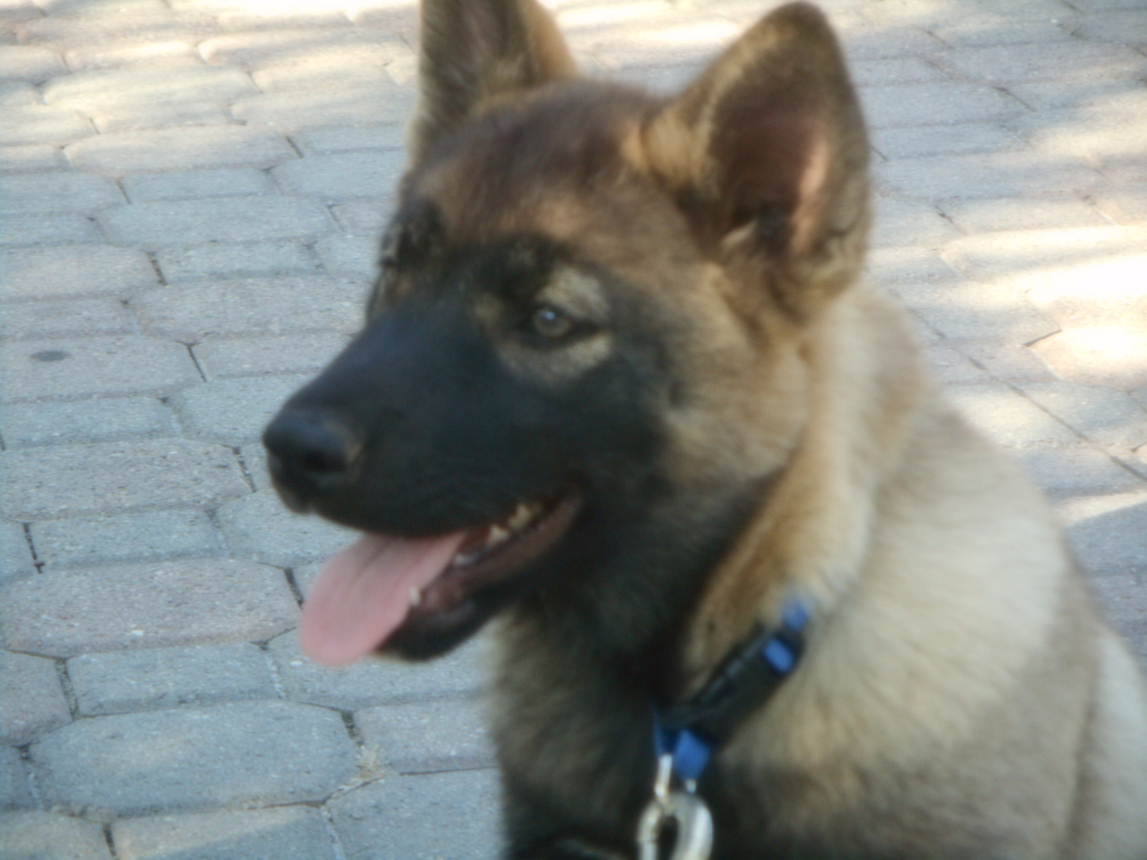 Grey Wolf Husky Shepherd Mix cuteanimals