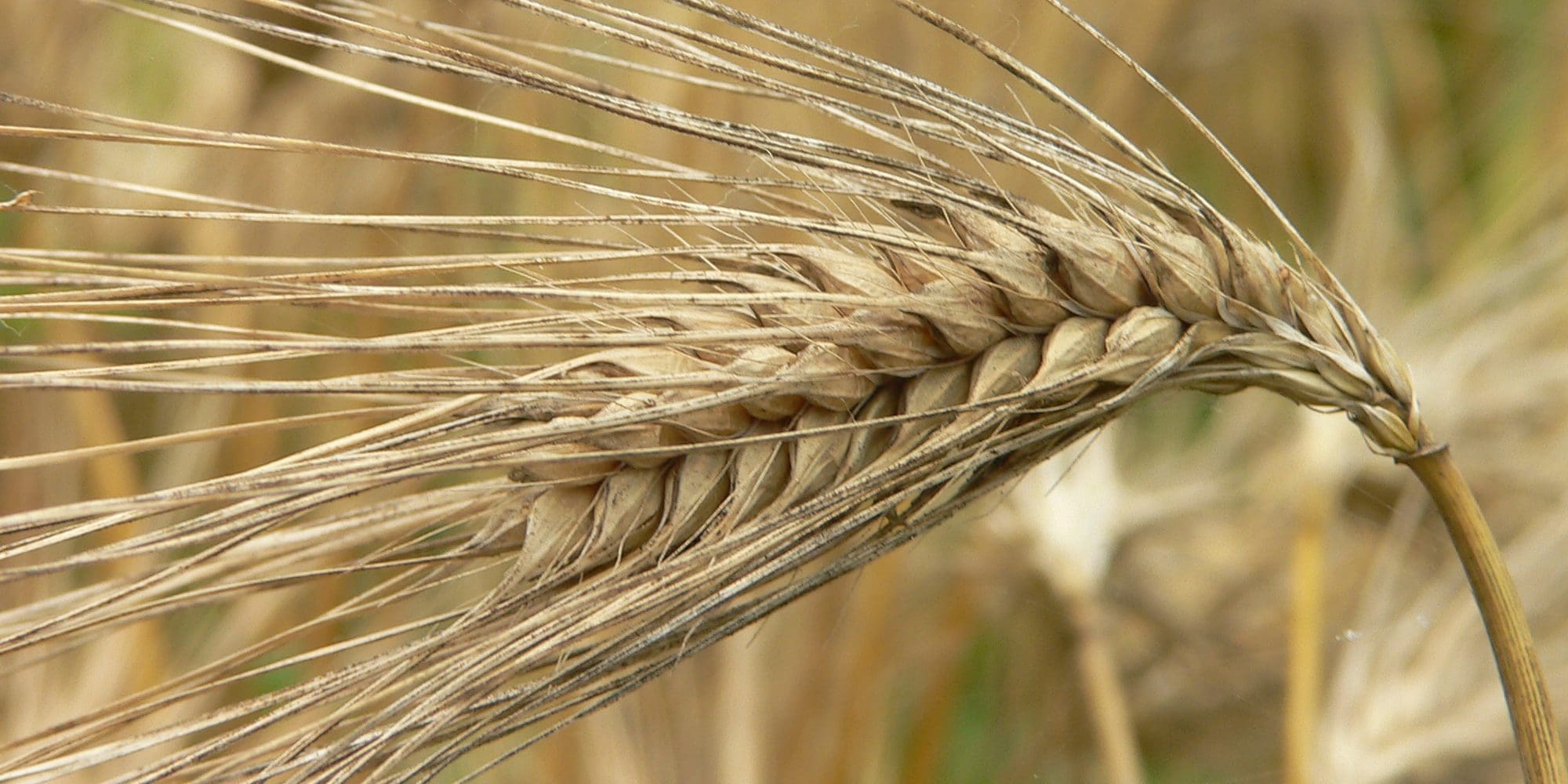 Why Can Barley in the Book of Mormon Feed Faith? Meridian Magazine