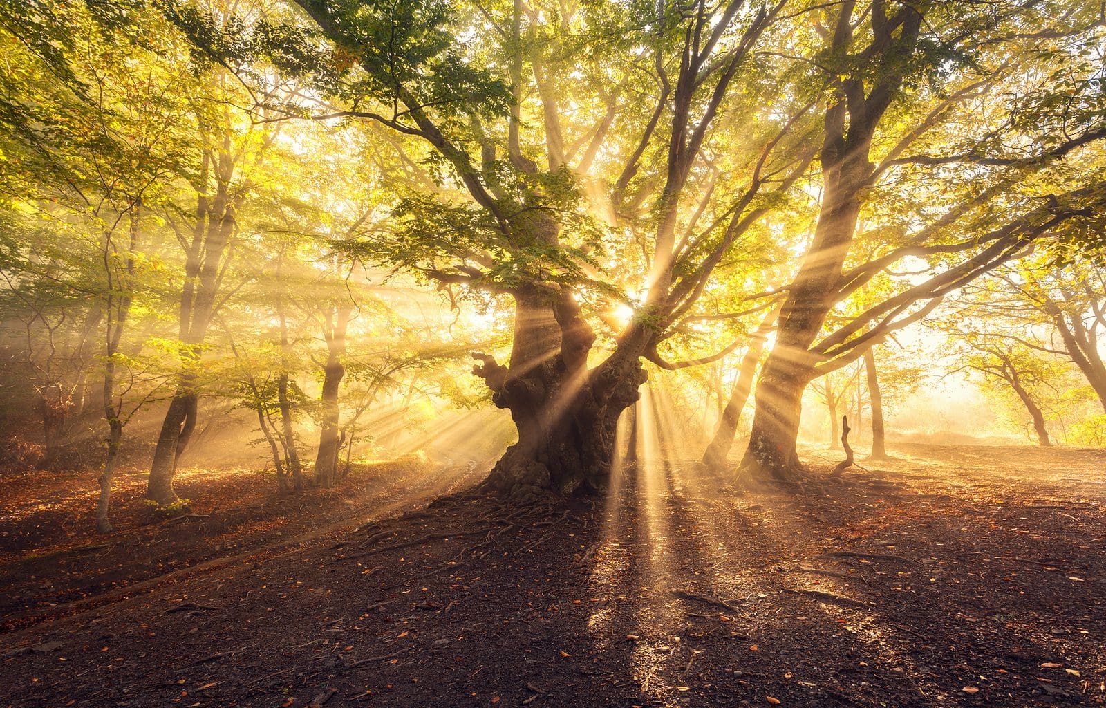 LDS Perspectives Podcast LDS Doctrine and NearDeath Experiences