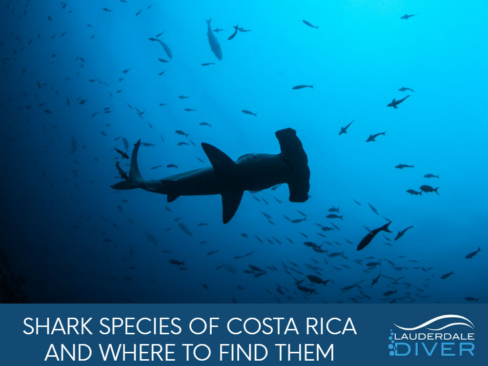 The Shark Species Of Costa Rica Lauderdale Divers
