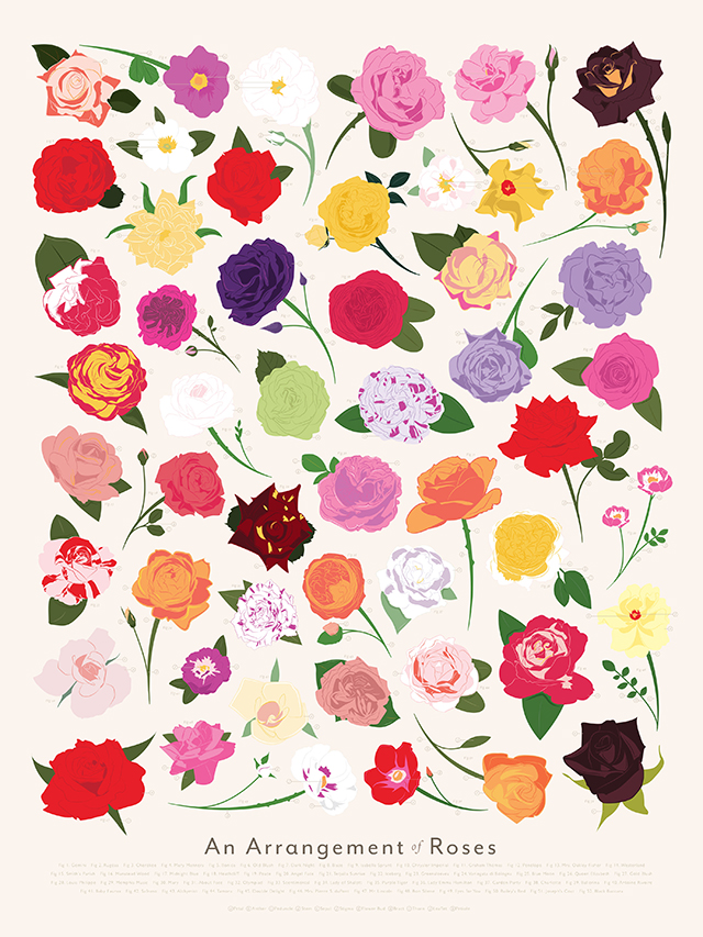 Art Prints of Arrangements of Peonies, Roses, Tulips, & Sunflowers