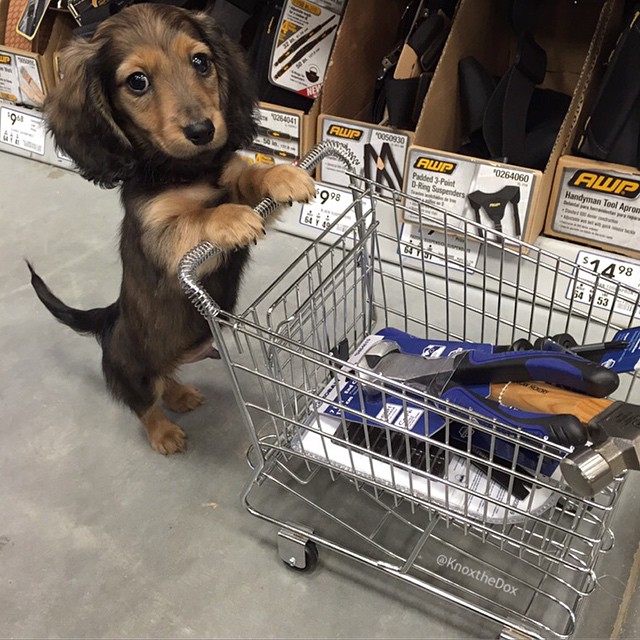 A Tiny Dachshund Puppy Rides Around a Big Grocery Store in a Tiny