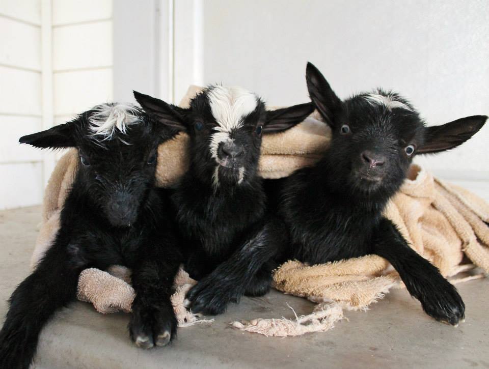 A Trio of Newborn Baby Goats Stay Warm on a Chilly Evening in Cozy Coordinating Sweaters