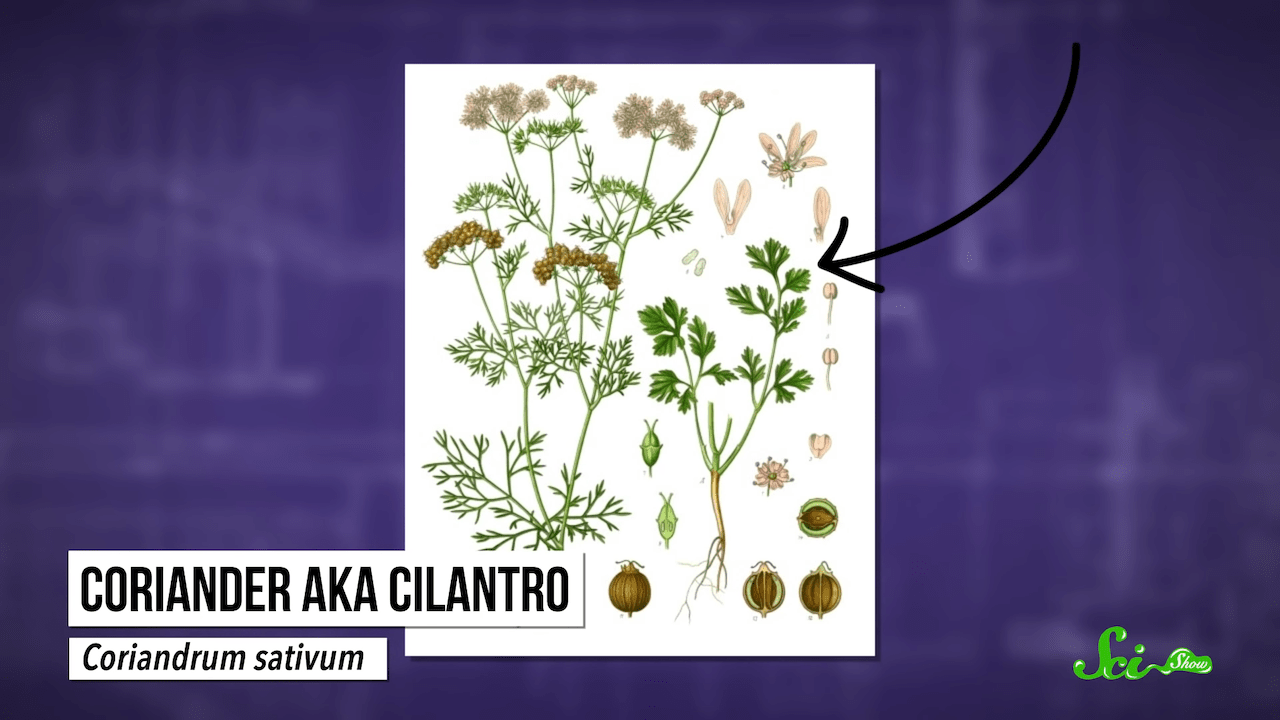 Why Cilantro Tastes Like Soap to Some People