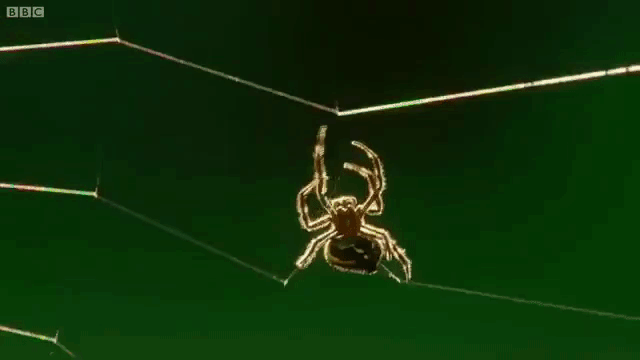 A Tiny Darwin's Bark Spider Shoots a Silk Line Over 25 Meters to Begin