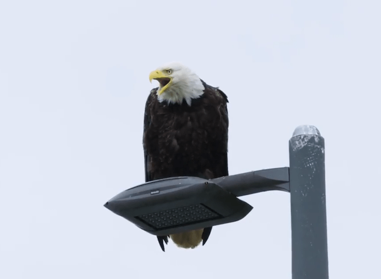 Residents Talk About the Sheer Number of Bald Eagles Who Populate the