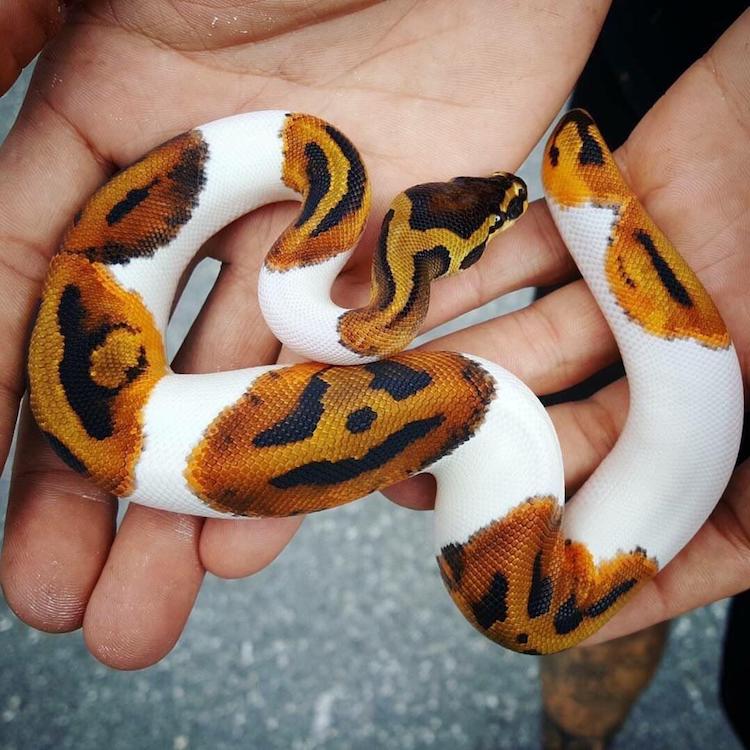 A Beautiful Piebald Ball Python With an Amazing Jack O' Lantern Pumpkin